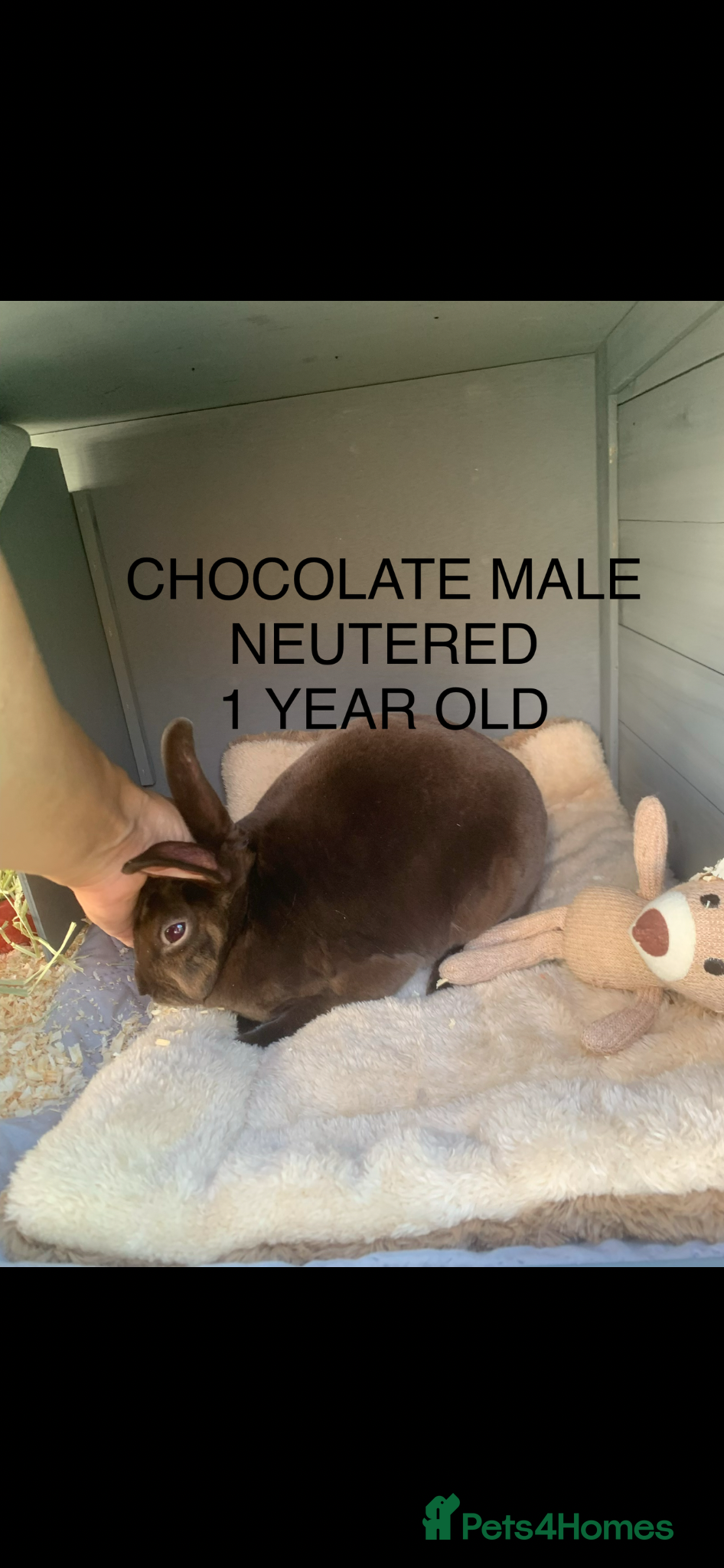 Rex rabbits Gorgeous Mini Rexes - boys and girls - Advert 2