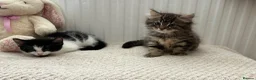 British Longhair cats for sale: 6 stunning kittens - Advert 23