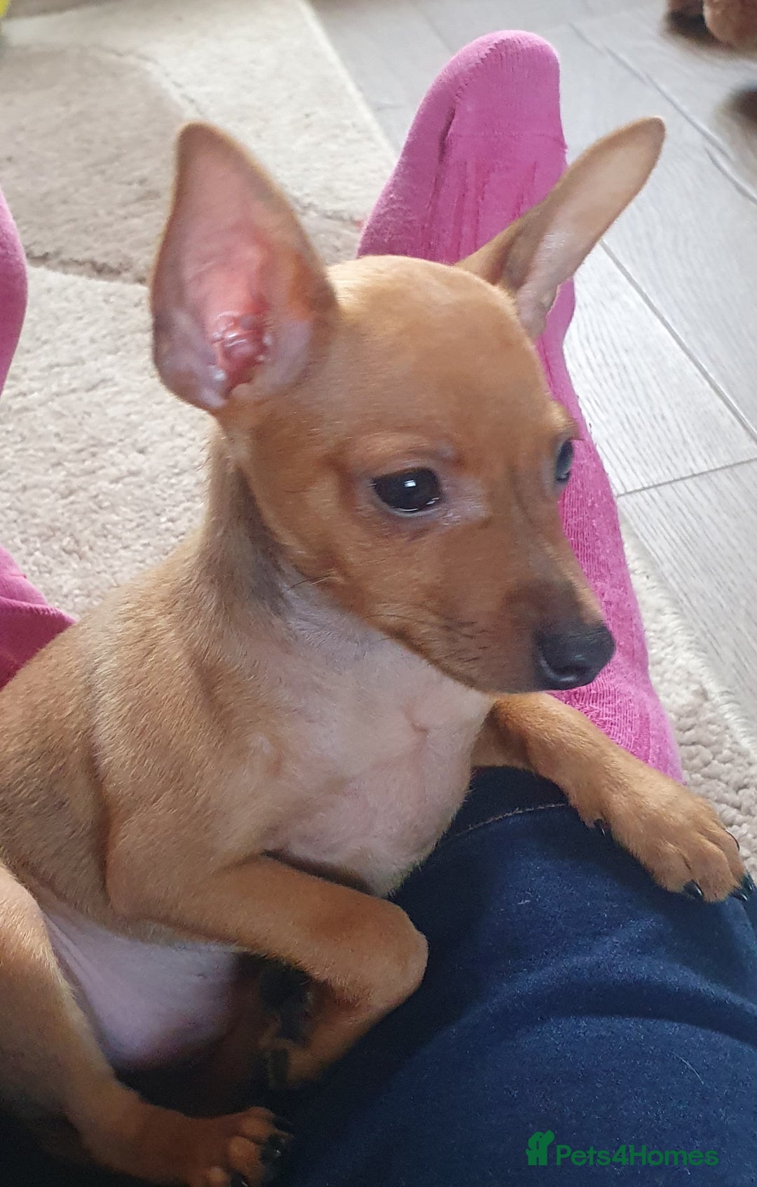 Miniature Pinscher dogs for sale: Miniature Pinscher Last boy pup show potential  - Image 2