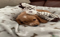 Cocker Spaniel dogs for sale:  Cocker spaniel puppies  - Advert 29