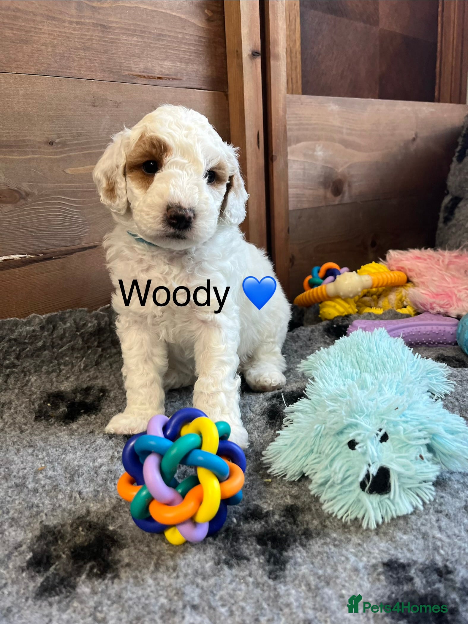 Australian Labradoodle dogs AUSTRALIAN LABRADOODLES - Health Tested - Advert 2