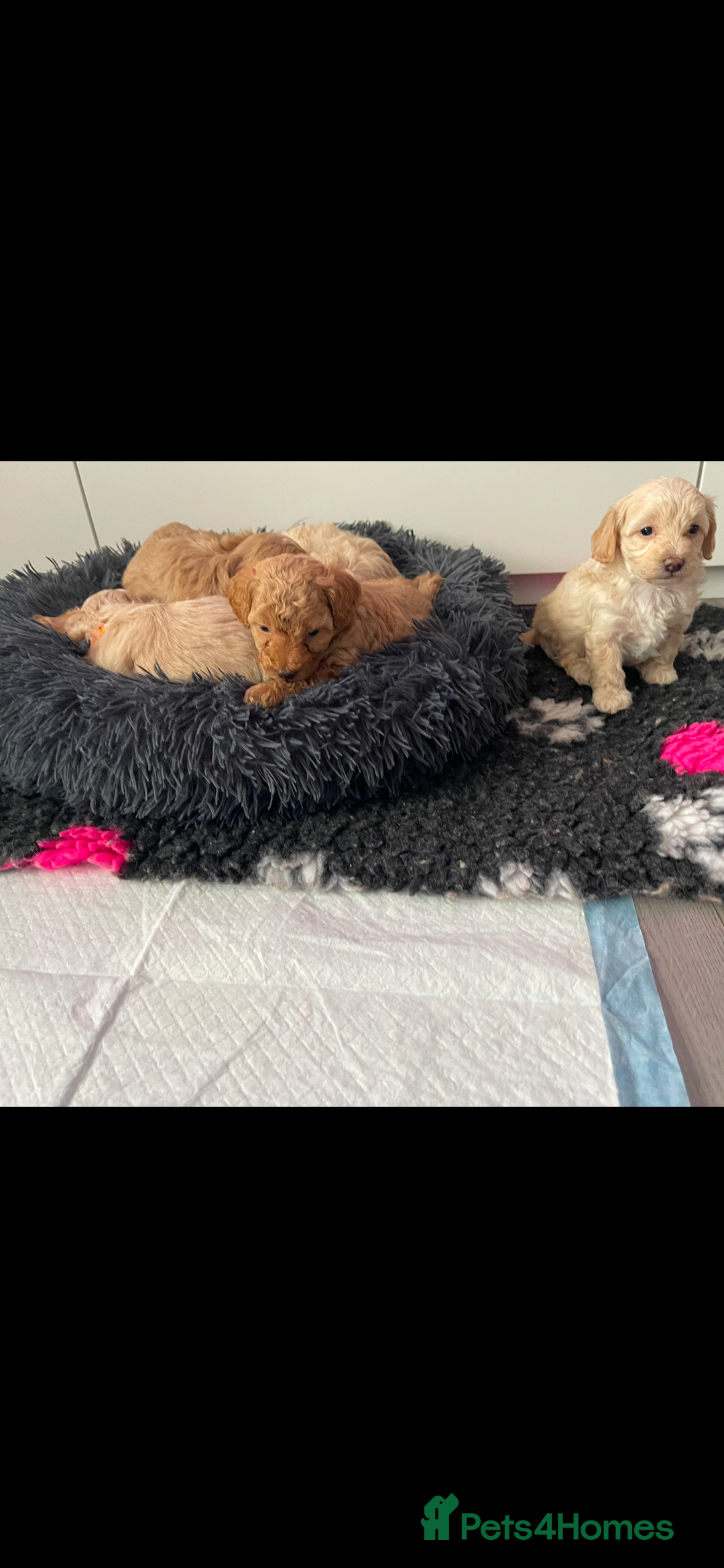 Maltipoo dogs for sale: 💗💙 **  TOY MALTIPOOS💗💙 - Image 26