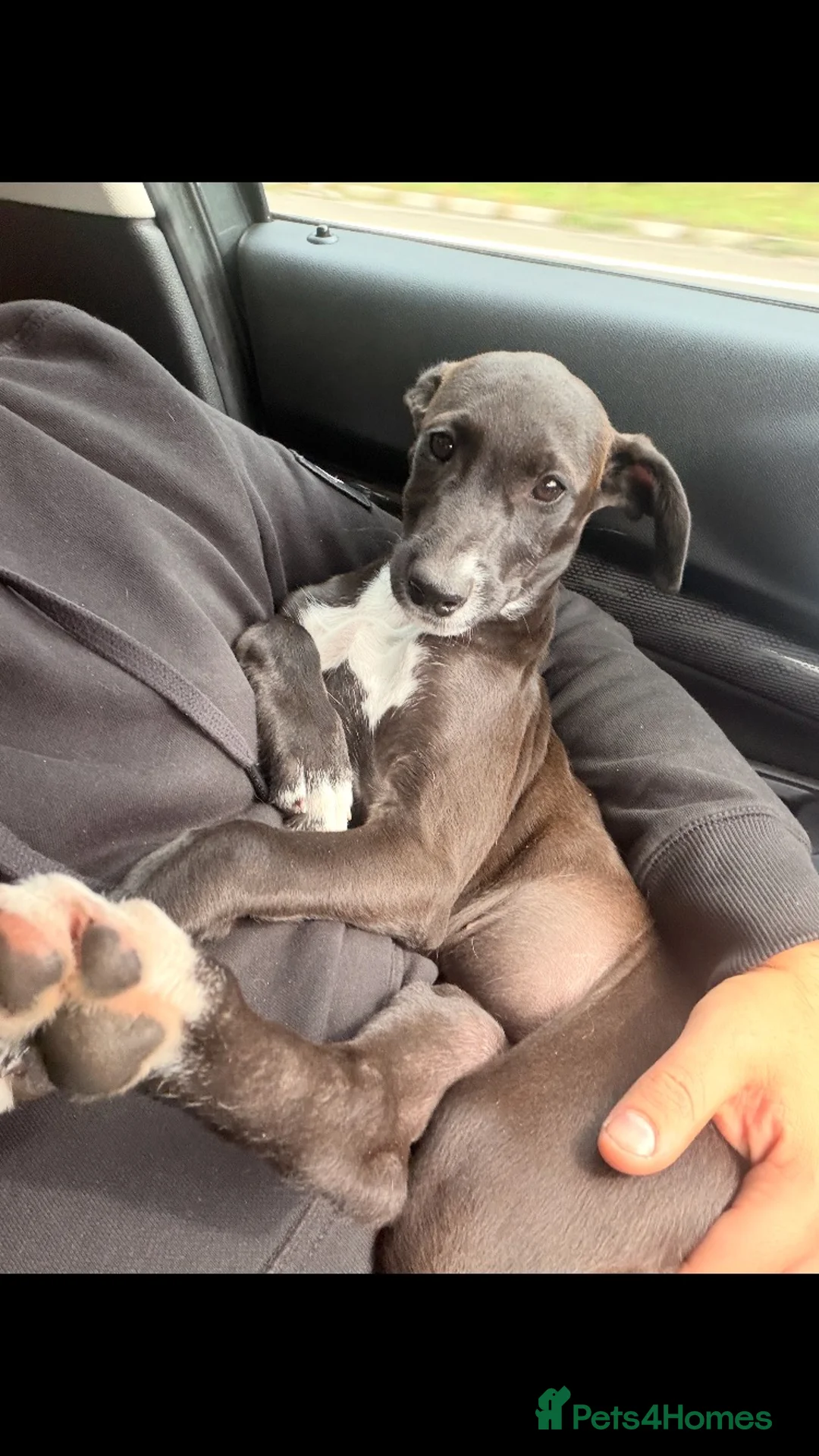 Mixed Breed dogs for sale: Dolly - Advert 1