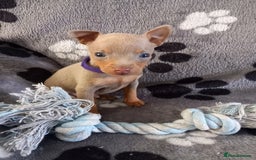 Miniature Pinscher dogs for sale: KC Reg Miniature Pinschers - Image 4