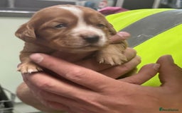 Cocker Spaniel dogs for sale: Working cocker Spainel puppys  - Image 16