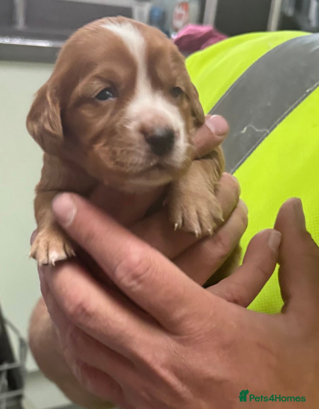 Cocker Spaniel dogs for sale: Working cocker Spainel puppys  - Image 16