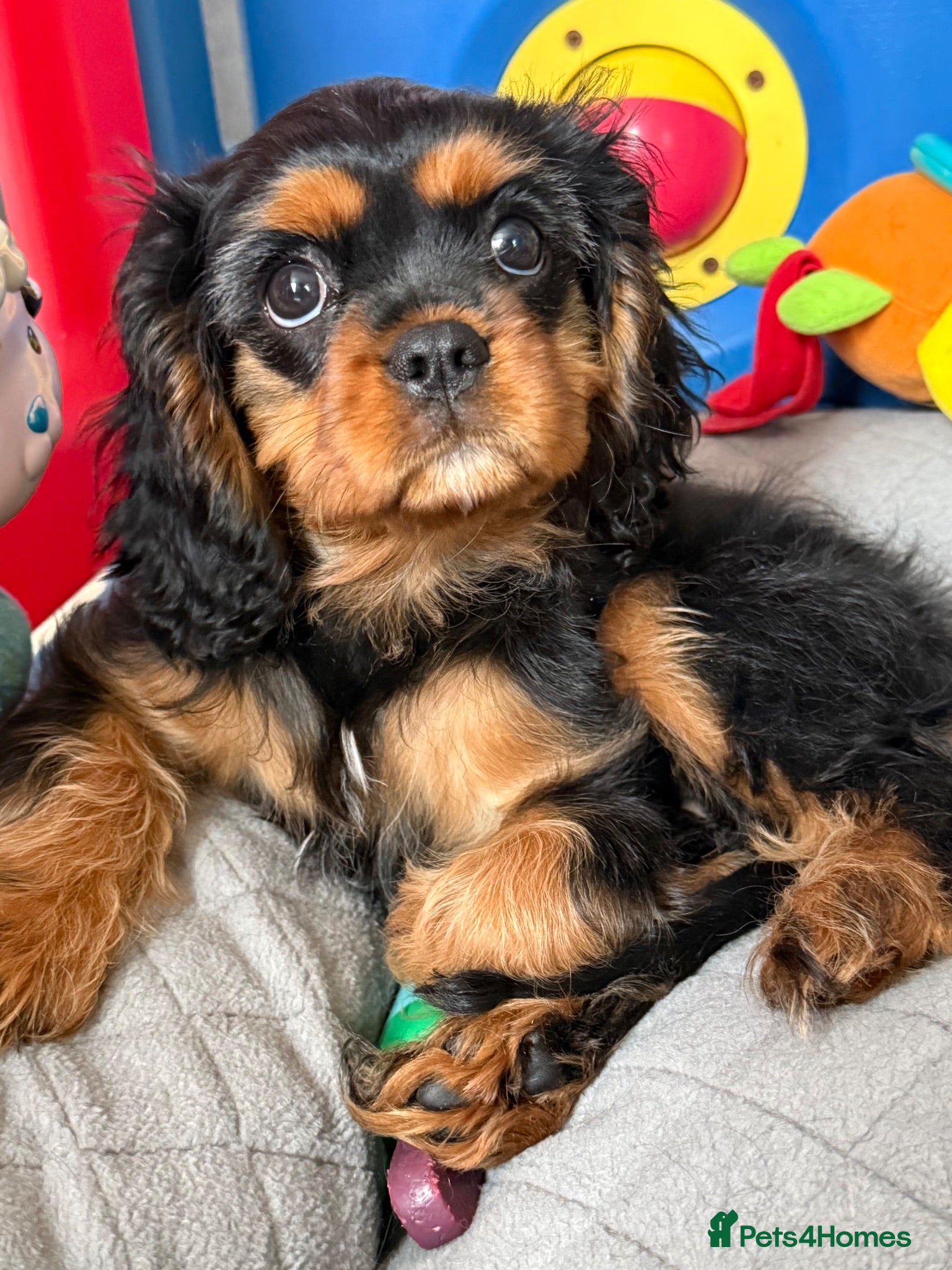 Cavalier King Charles Spaniel dogs Fully vaccinated KC Reg Black & Tan Girl  - Advert 2