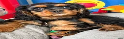 Cavalier King Charles Spaniel dogs for sale: Fully vaccinated KC Reg Black & Tan Girl  - Advert 1