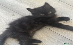 British Shorthair cats for sale: Ready for love - Image 9