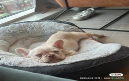 French Bulldog dogs for sale: Cute bulldog - Image 3
