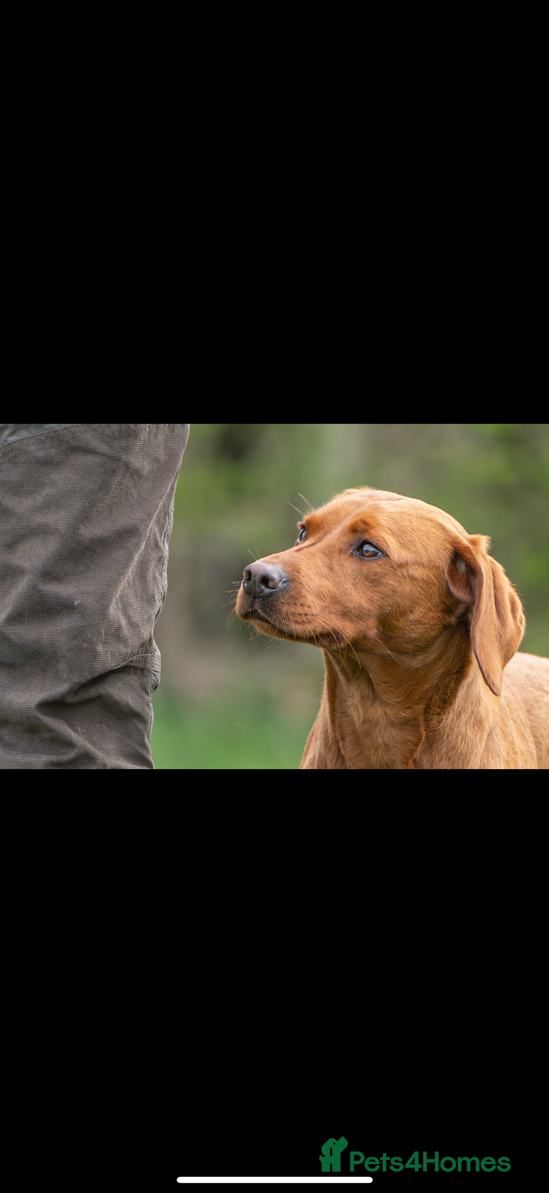 Labrador Retriever dogs for sale: Fully health tested Labrador puppies  - Image 8