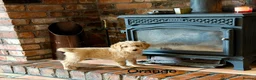 Labradoodle dogs for sale: Miniature Labradoodles frm licensed Exp breeder - Advert 5