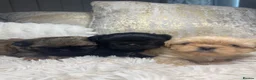 Shih Tzu dogs for sale: Imperial Shih Tzu puppies  in Derby - Advert 4
