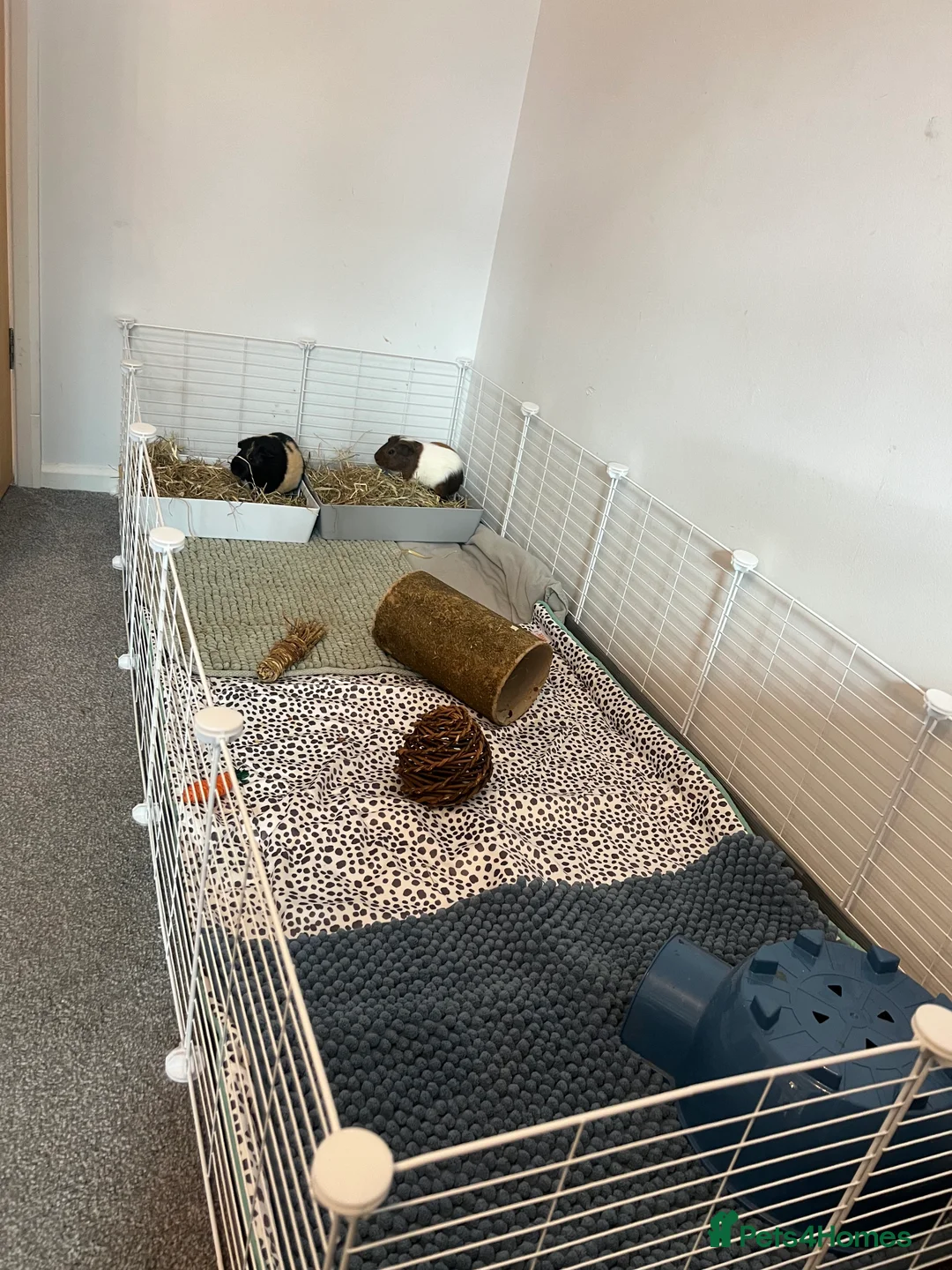 Guinea Pig rodents for sale: X2 gorgeous male guinea pigs  - Advert 2