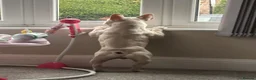 French Bulldog dogs for sale: Hugo frenchie in Stockton-on-Tees - Advert 5