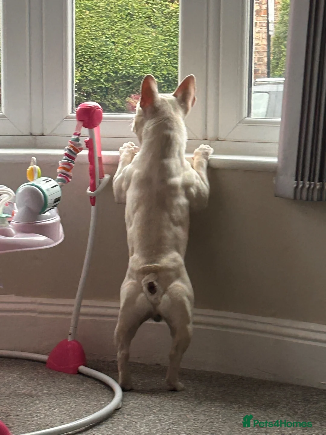 French Bulldog dogs for sale: Hugo frenchie in Stockton-on-Tees - Advert 5
