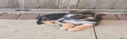 German Shepherd dogs for sale: 10 week B&T female gsd pup - Advert 9