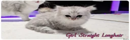 Scottish Fold cats for sale: Scotish Fold Kittens - Advert 2
