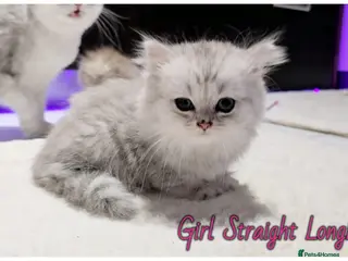 Scottish Fold cats Scotish Fold Kittens - Advert 1