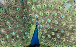 Peafowl poultry for sale: Peacock + Peahen 3 year old couple for sale - Image 3