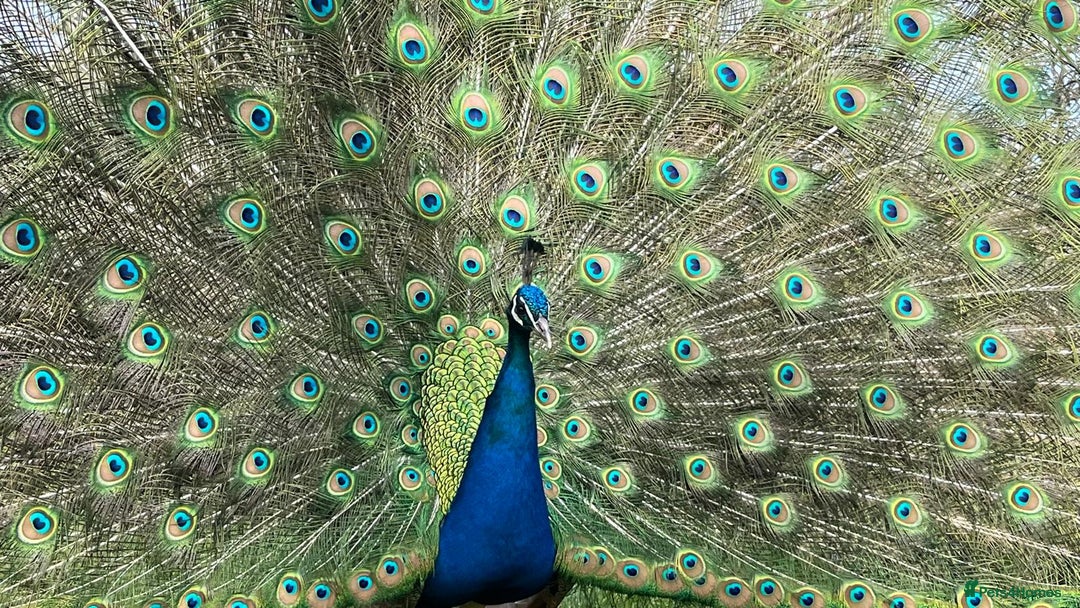 Peafowl poultry for sale: Peacock + Peahen 3 year old couple for sale - Image 3