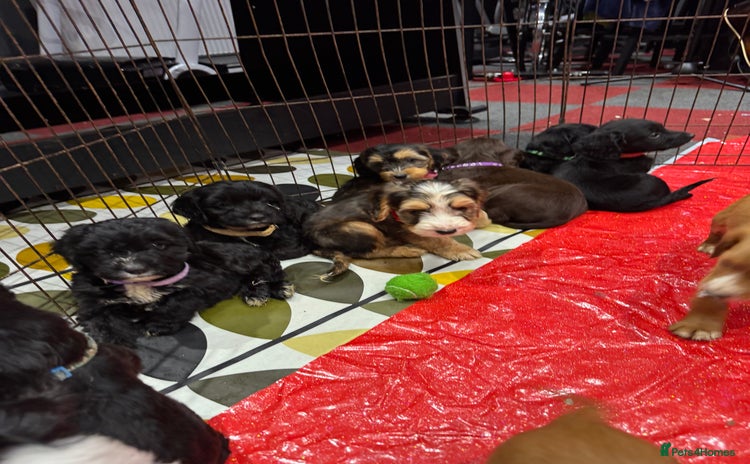 Cockapoo dogs - Advert 6