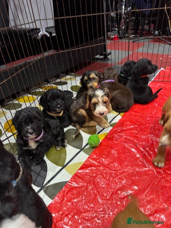 Cockapoo dogs - Advert 6