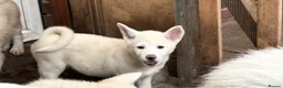 Japanese Akita Inu dogs for sale: Japanese Akita Puppies  - Advert 13