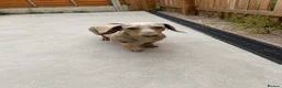 Miniature Dachshund dogs for stud: Miniature Isabella stud  - Advert 2