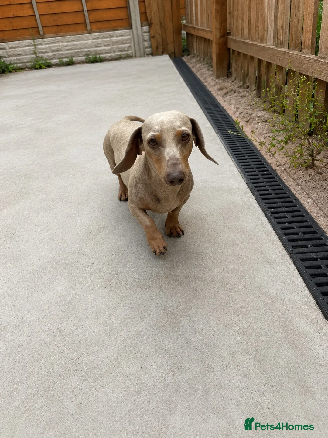 Miniature Dachshund dogs for stud: Miniature Isabella stud  - Advert 2
