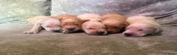 Golden Retriever dogs for sale: Golden Retriever Puppies - Advert 20