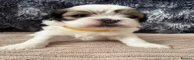 Lhasa Apso Puppy 5
