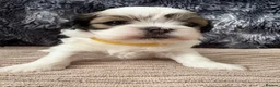 Lhasa Apso dogs for sale: KC Lhasa Apso Puppies – Ancestor of Shih Tzu - Advert 9