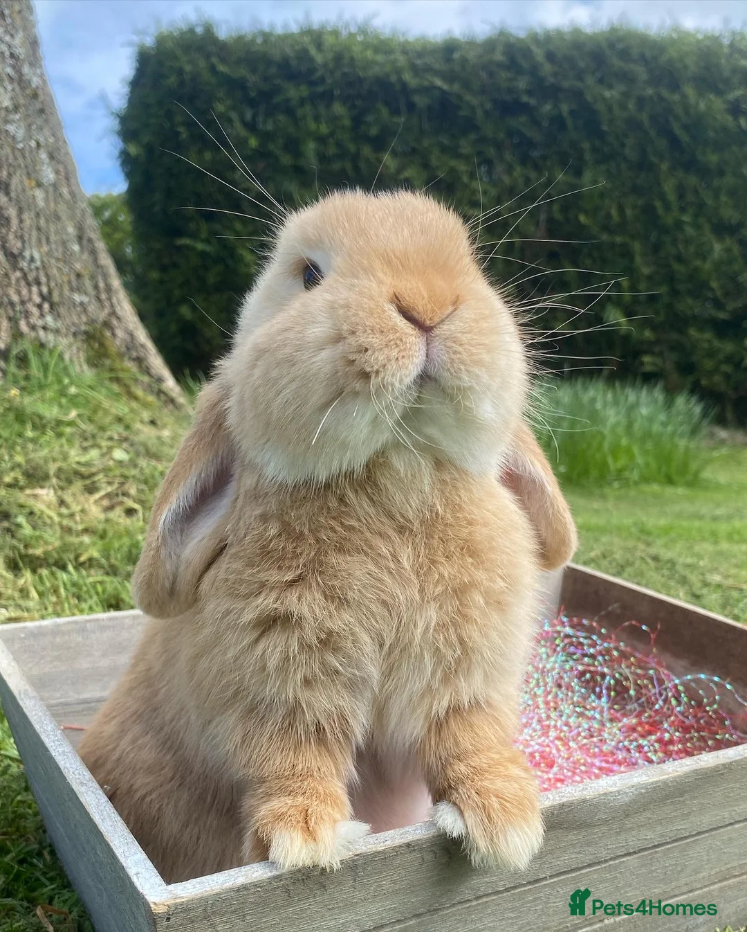 Mini Lop rabbits for sale: Beautiful mini lop cross Netherland dwarfs - Advert 9