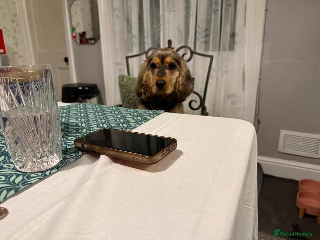 Cocker Spaniel dogs for sale: 3 year old cocker (Fern) - Advert 5