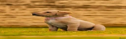 Goldador dogs for sale: 11 Goldador puppies *Ready to leave now* - Advert 32