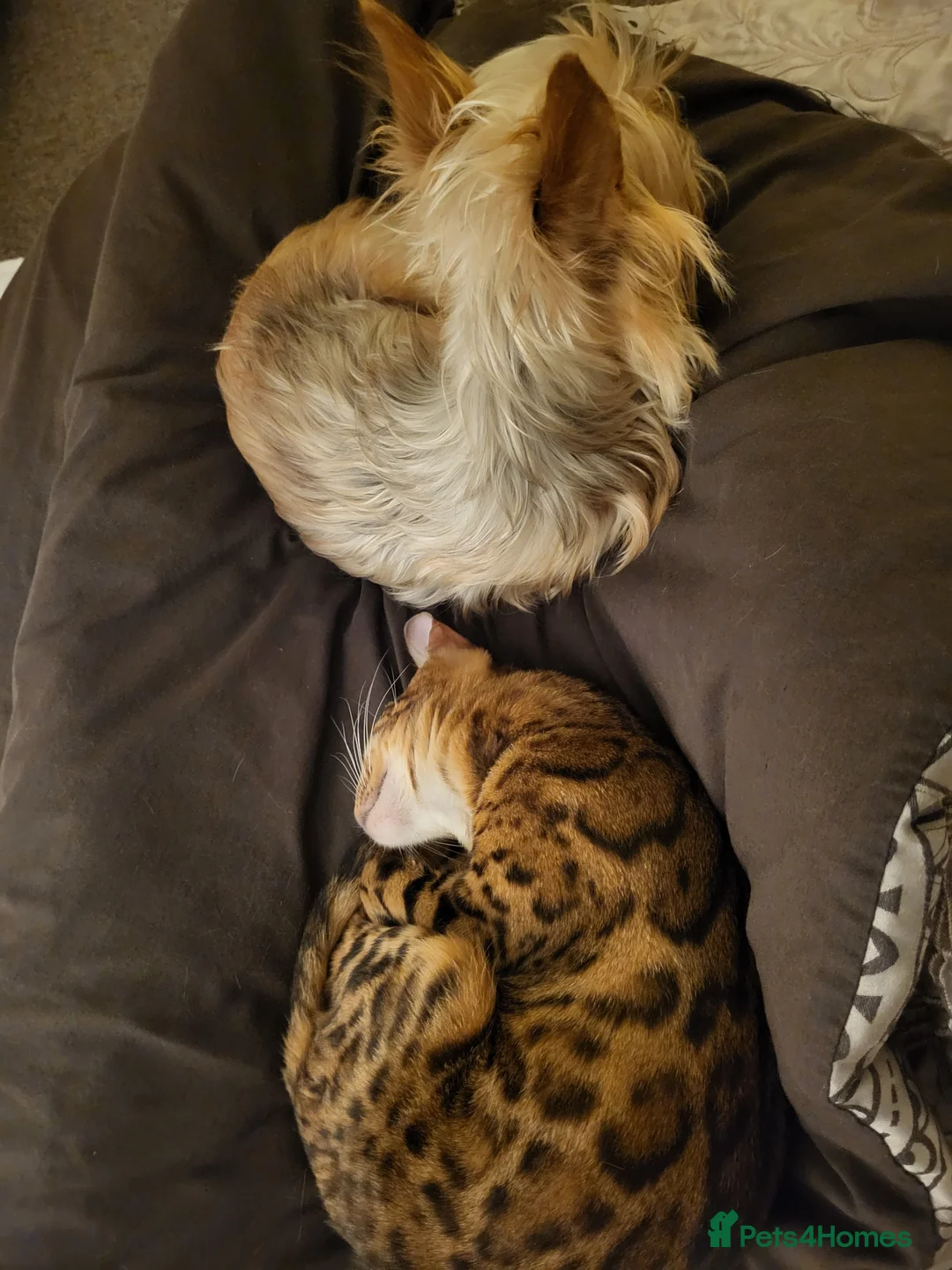 Bengal cats for sale: Female bengal  in Deal - Advert 6