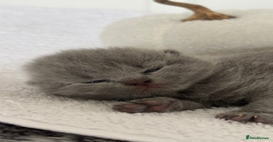 British Shorthair cats - Advert 3