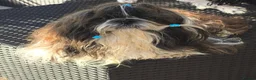 Shih Tzu dogs for stud: RKC Standard Shih Tzu - stud  - Advert 2