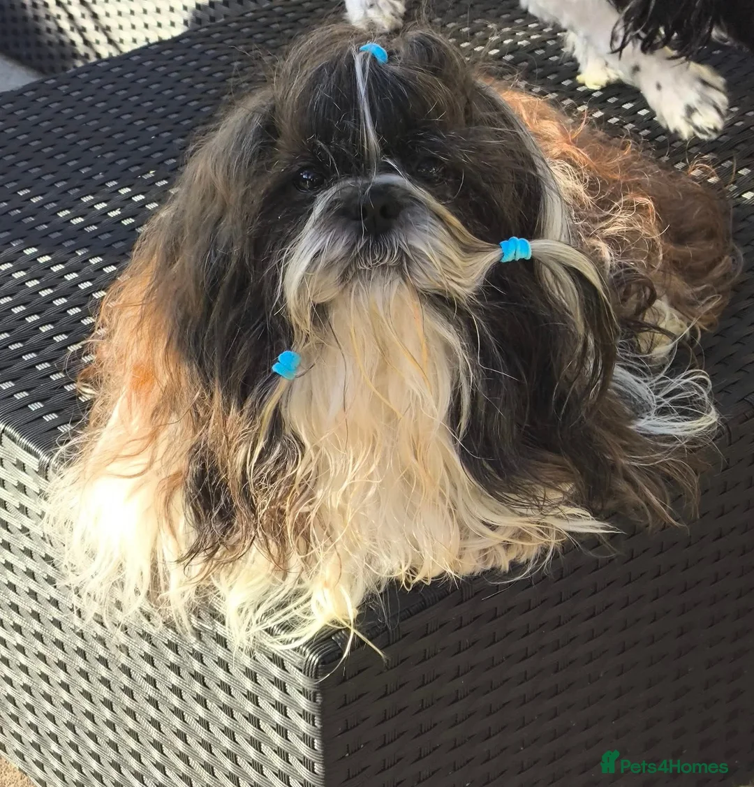 Shih Tzu dogs for stud: RKC Standard Shih Tzu - stud  - Advert 2