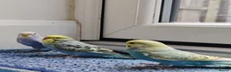 Budgerigars birds for sale: Budgies 8 weeks old - Advert 14