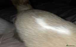 Ragdoll cats for sale: Ragdoll cross - Image 5