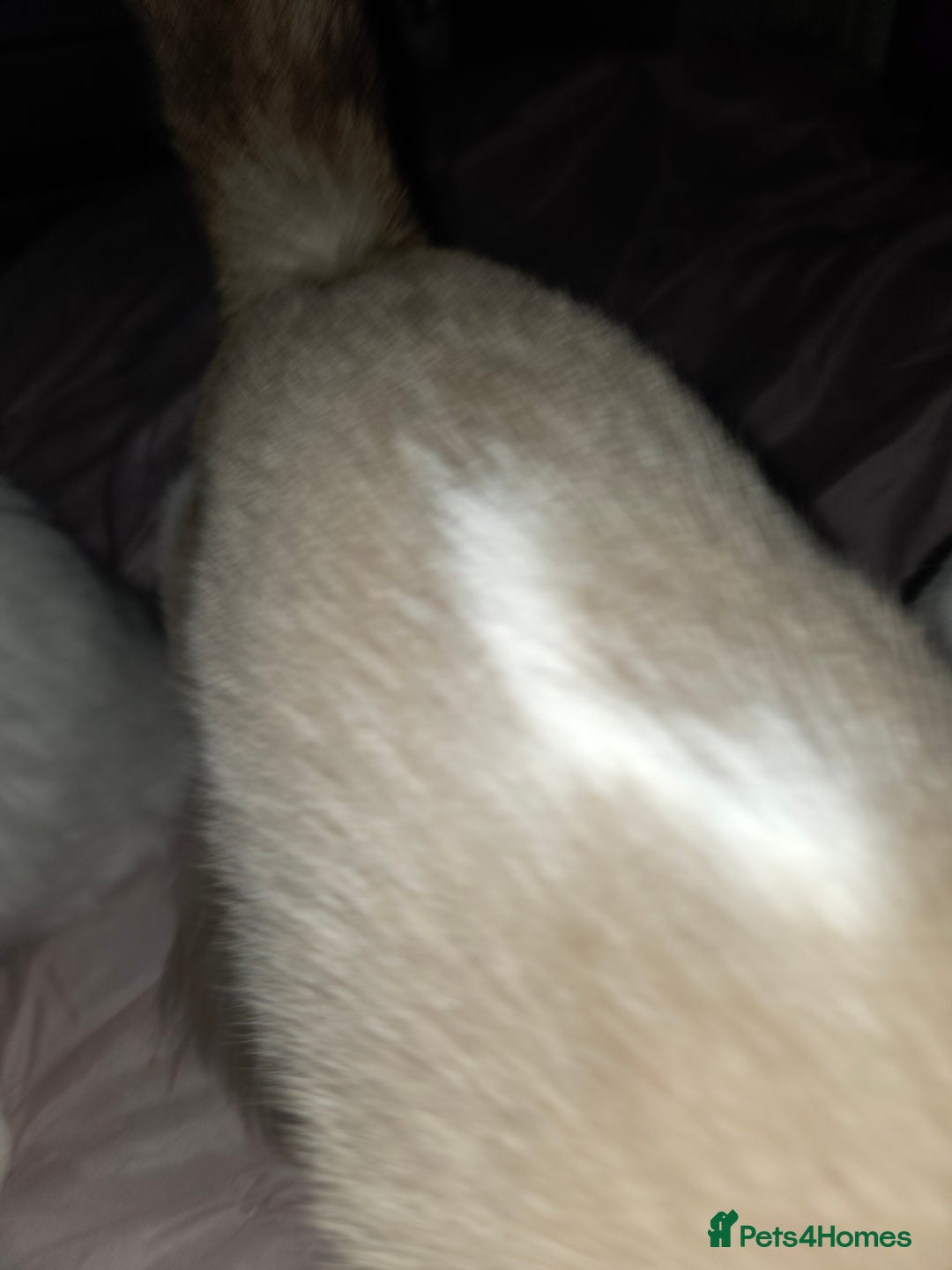 Ragdoll cats for sale: Ragdoll cross - Image 5