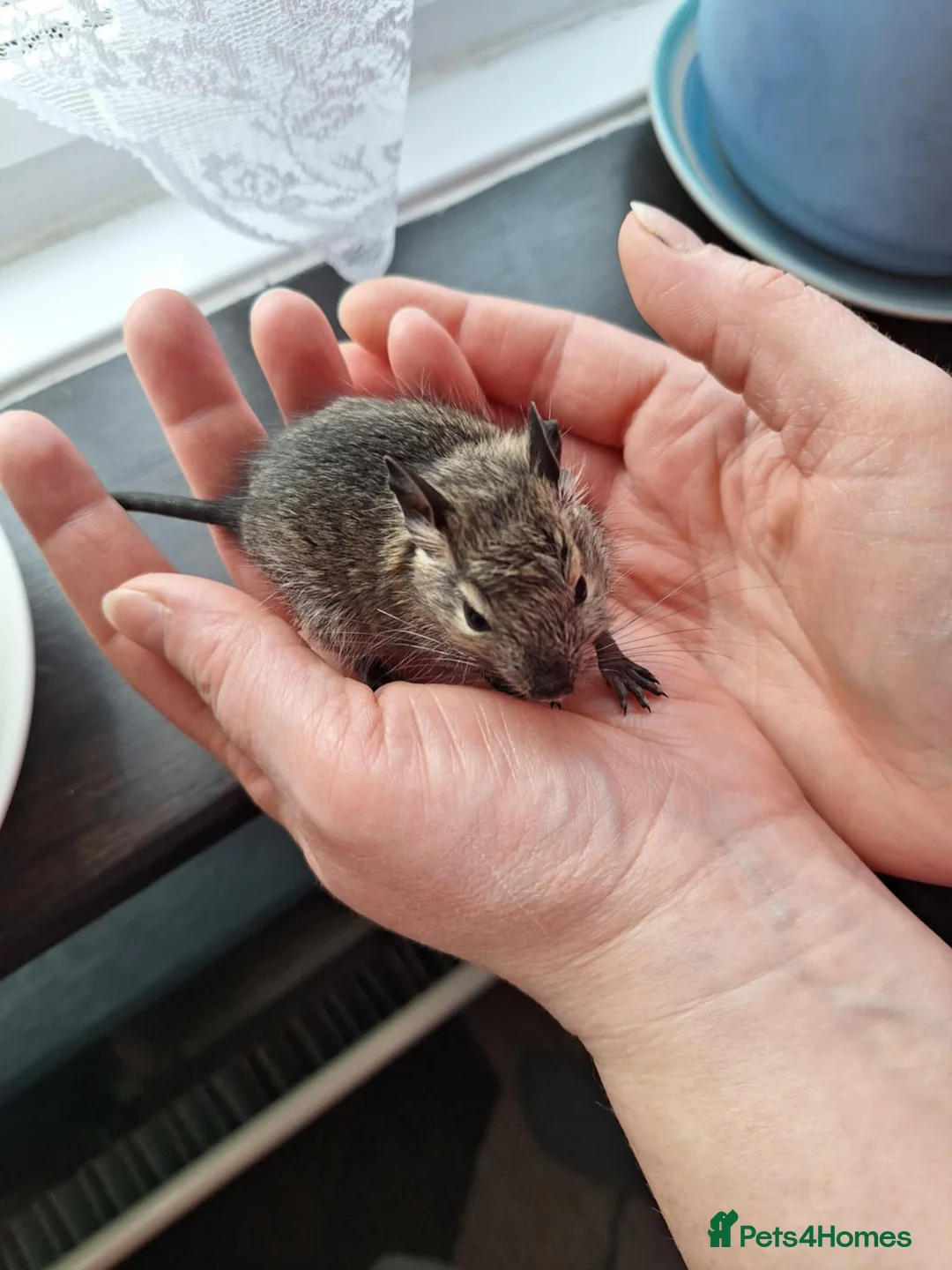 Degus rodents for sale: Beautiful Baby Degus for Sale - Handled & Healthy  - Advert 2