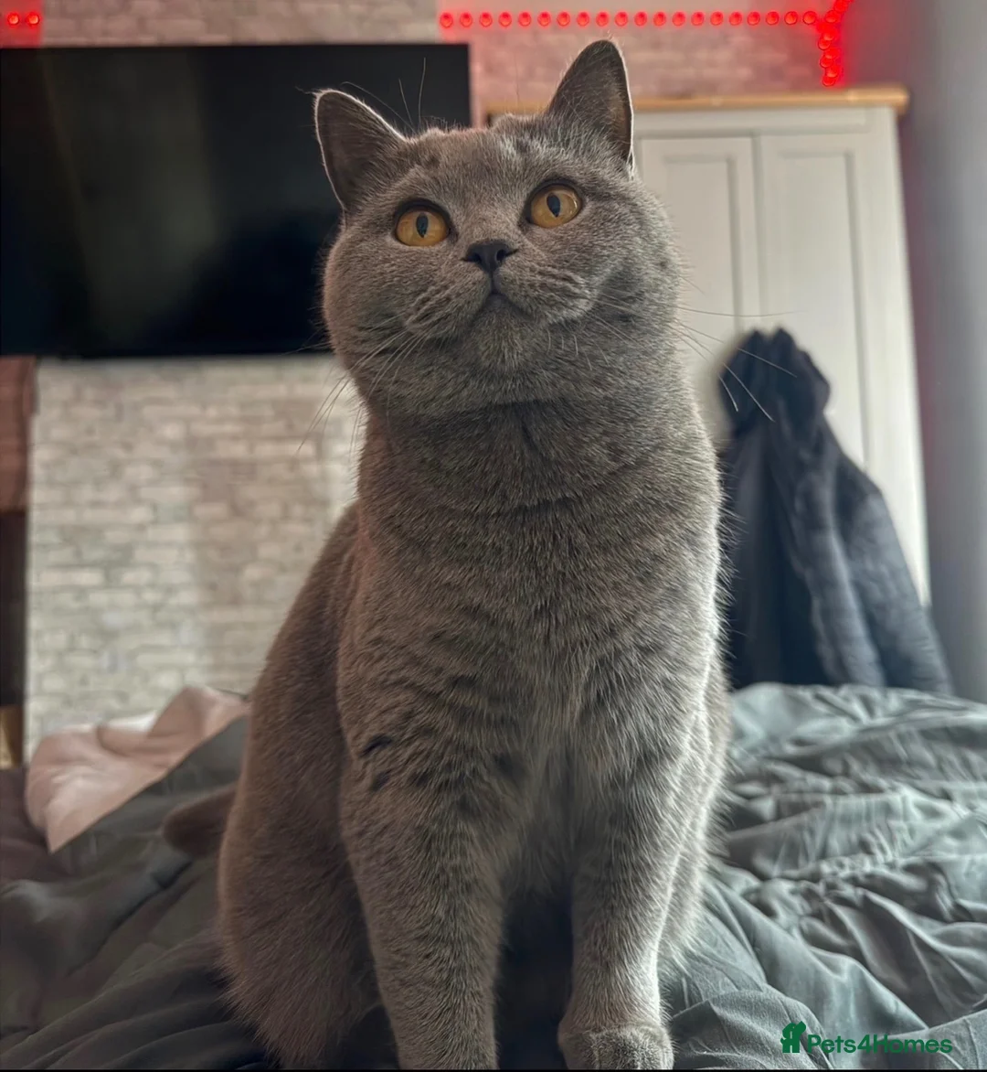 British Shorthair cats for sale: BSH female, gccf active can help with transport  - Advert 2