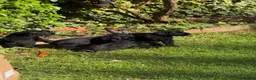 Giant Schnauzer dogs for sale: KC Registered Giant Schnauzer Puppies - Advert 6