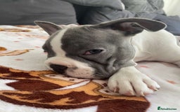 French Bulldog dogs for sale: REDUCED PRICE Female French bulldog puppy  - Image 4