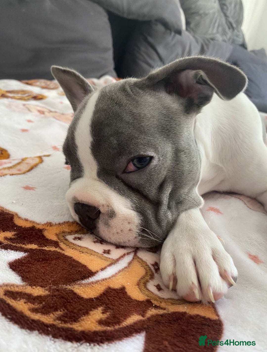 French Bulldog dogs for sale: REDUCED PRICE Female French bulldog puppy  - Image 4