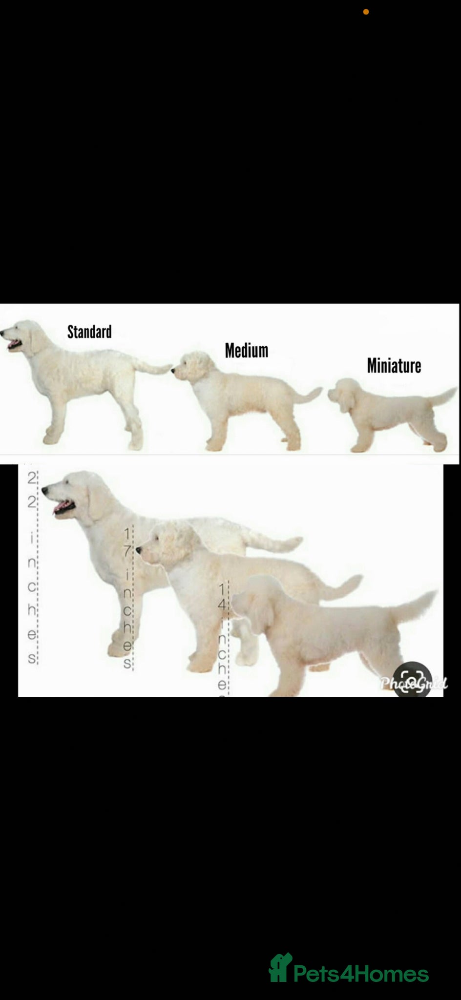 Goldendoodle dogs Beautiful medium sized goldendoodle puppies  - Advert 2