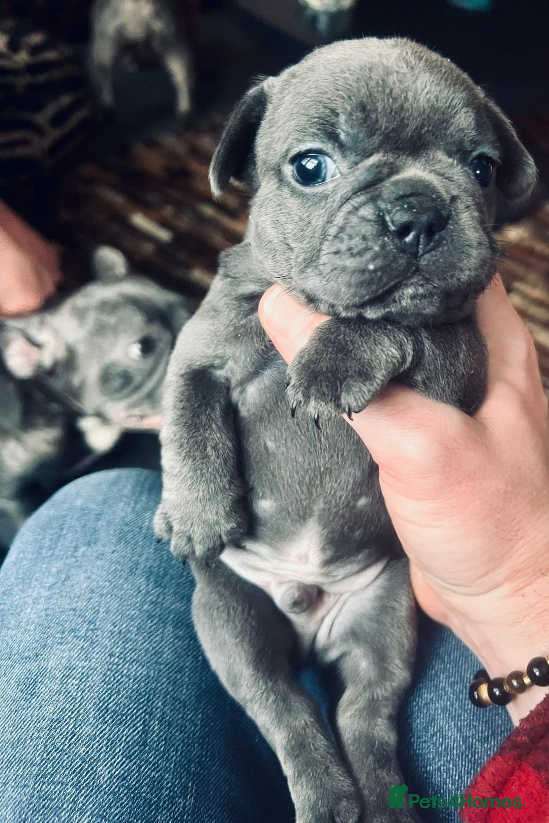 French Bulldog dogs for sale: French Bulldog Puppies for sale - Advert 5